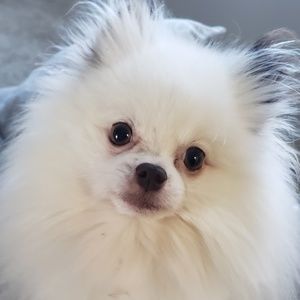 Meet your Posher, Robyn